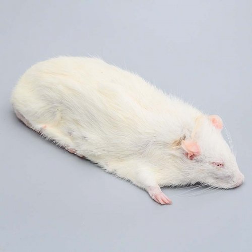 400g+ Jumbo rats