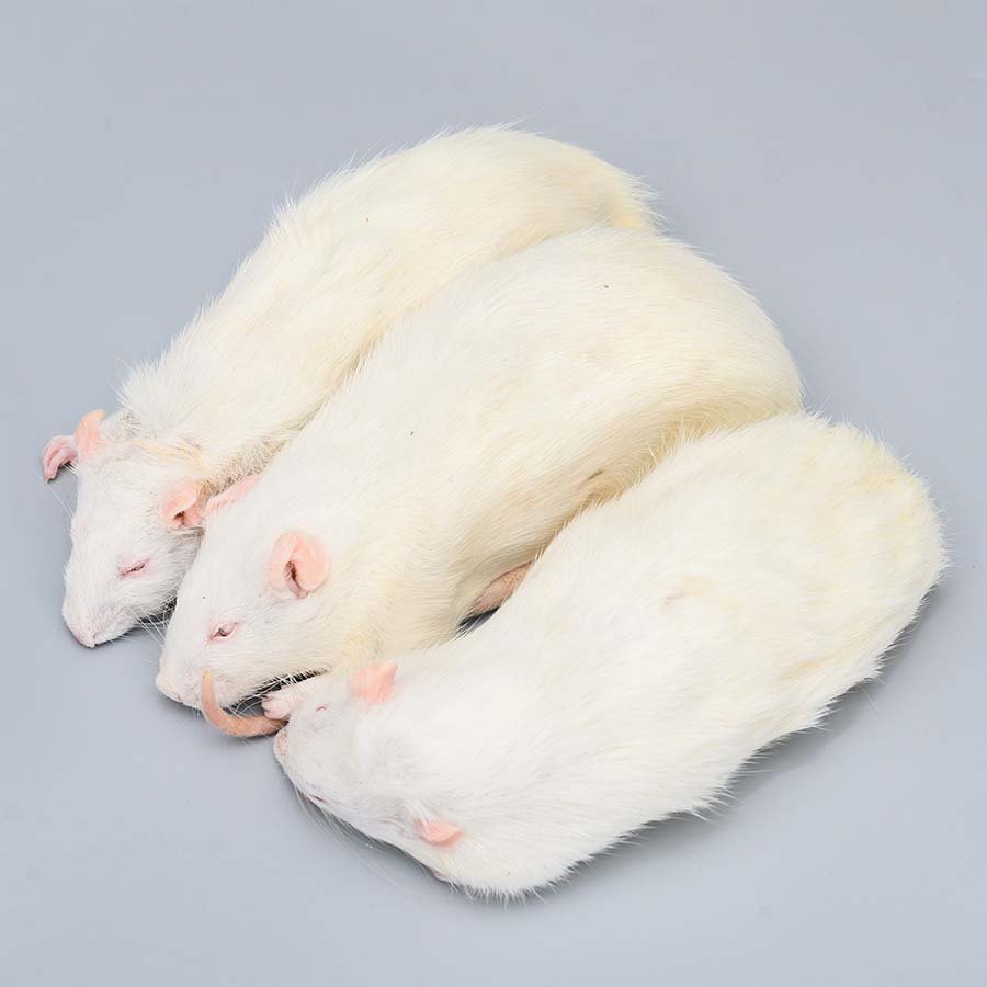 frozen mice/frozen rats