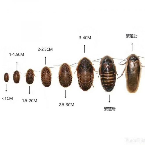 Live Dubia roach