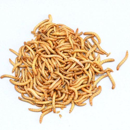 Live mealworms