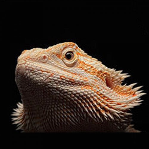 Bearded Dragon