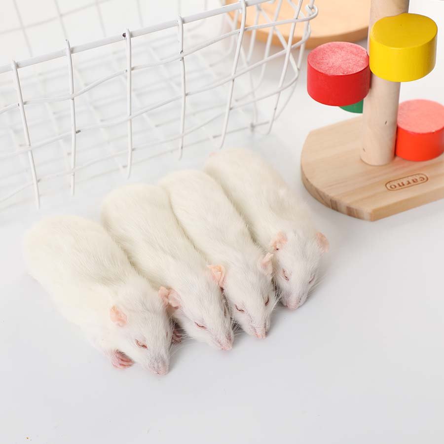 frozen mice/frozen rats