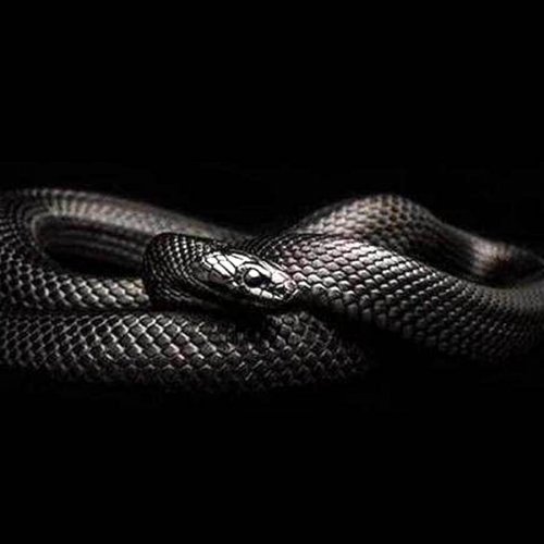 Mexican black king snake