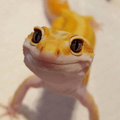 Leopard Gecko