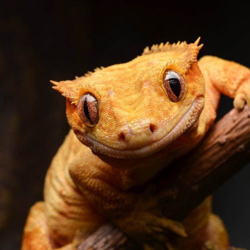 Crested Gecko