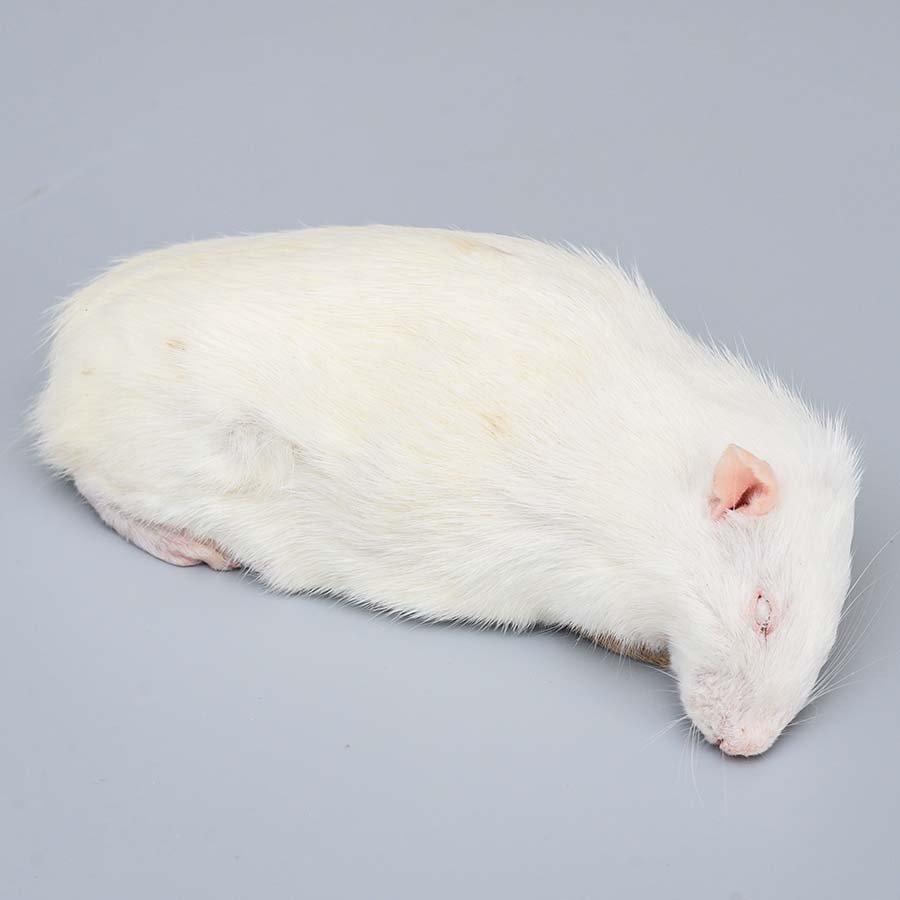 frozen mice/frozen rats