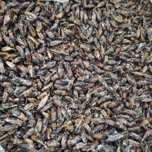 frozen crickets