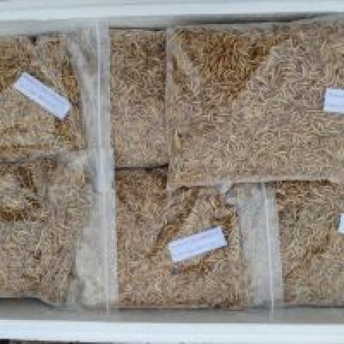  frozen mealworms